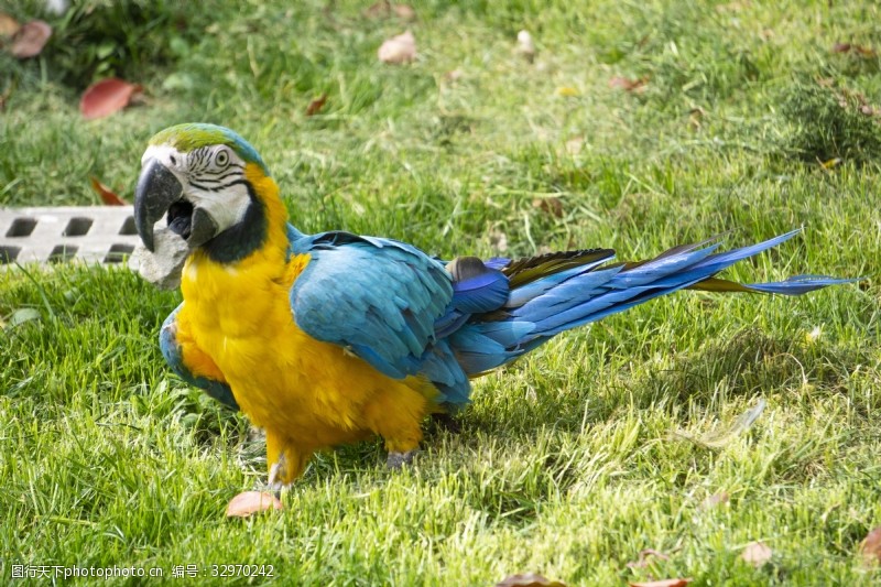 千库原创草地上漂亮的蓝黄相间鹦鹉