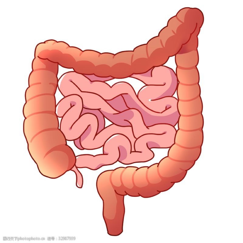 人体器官图红色人体器官肠子