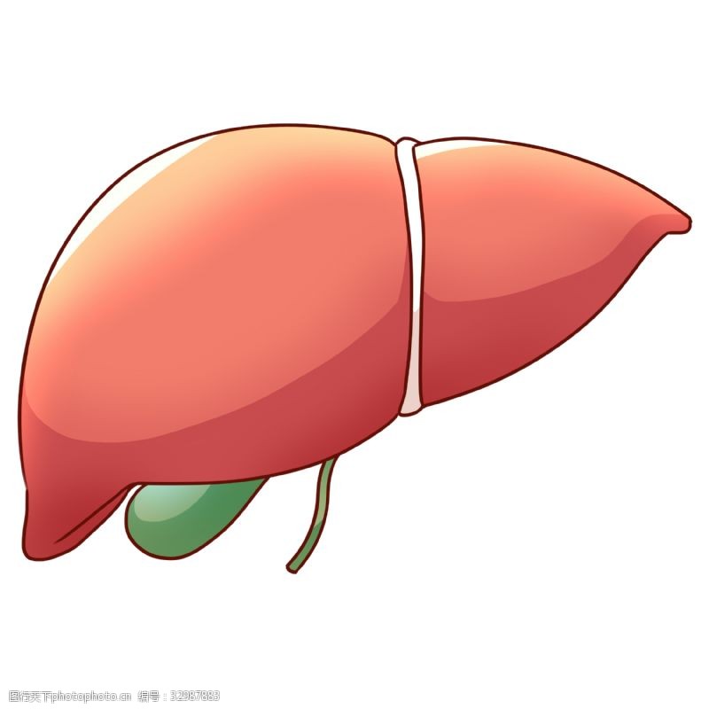 人体器官图卡通立体肝脏插图