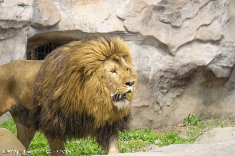 千库原创凶猛的野生动物狮子摄影