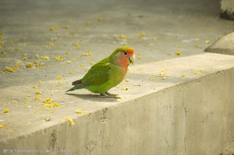 千库原创地上红嘴绿鸟动物摄影
