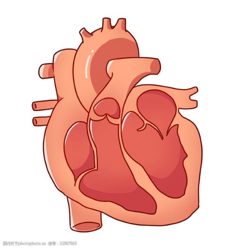 人体器官图卡通人体心脏插图
