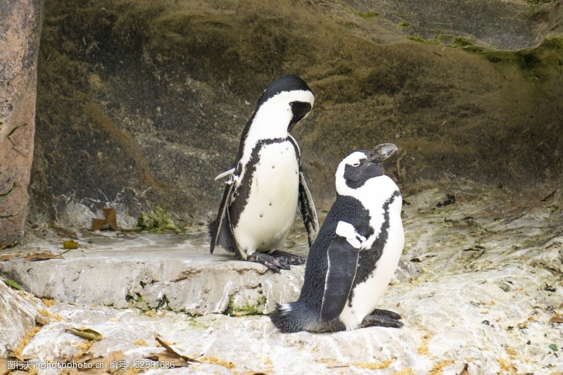 千库原创可爱的两只南极企鹅摄影