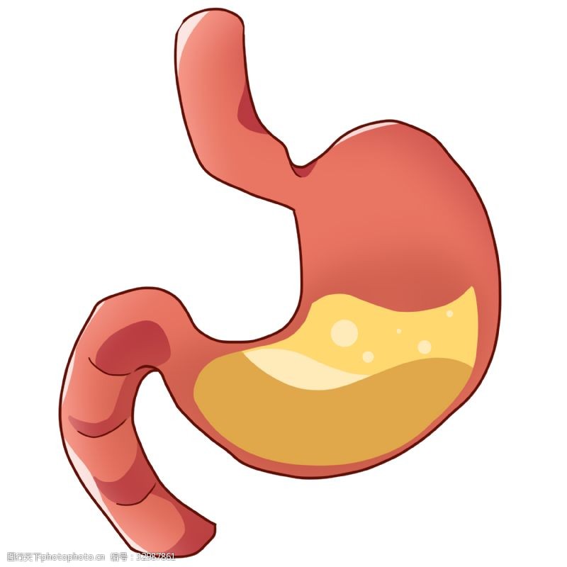 人体器官图人体胃部器官插画