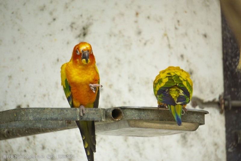千库原创树枝上两只橙色鸟摄影