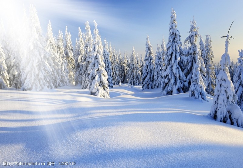 树枝素材雪景