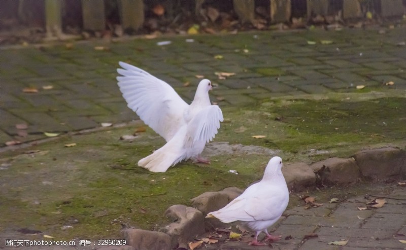 鸽子翅膀展开翅膀的白色鸽子