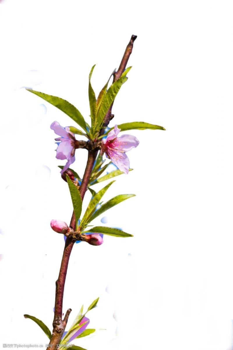 含苞未放尖尖的树叶粉色的小花