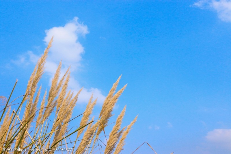 千库原创蓝天下的植物摄影图