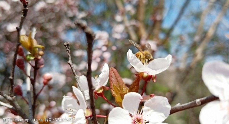 多彩的树木杏花蜜蜂