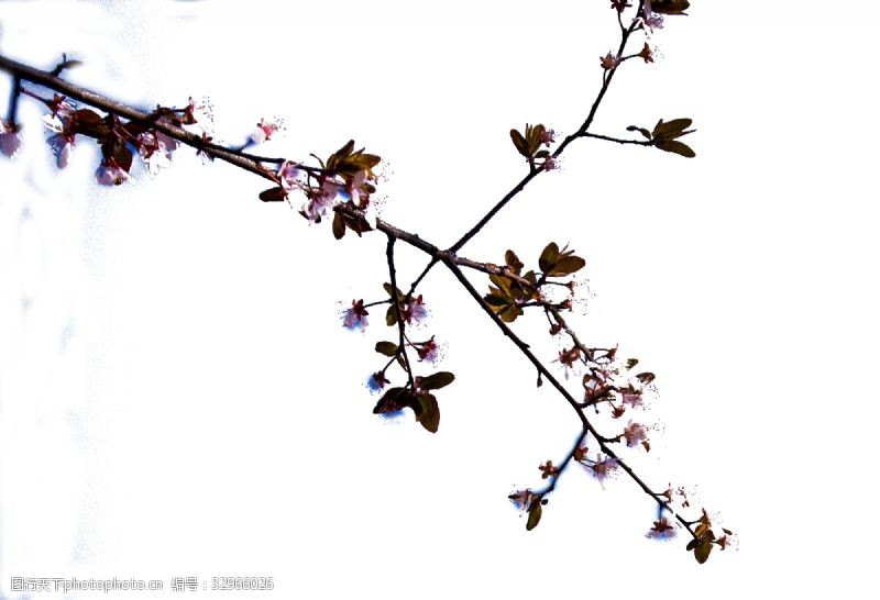 含苞未放在蓝天印设下的梅花枝条