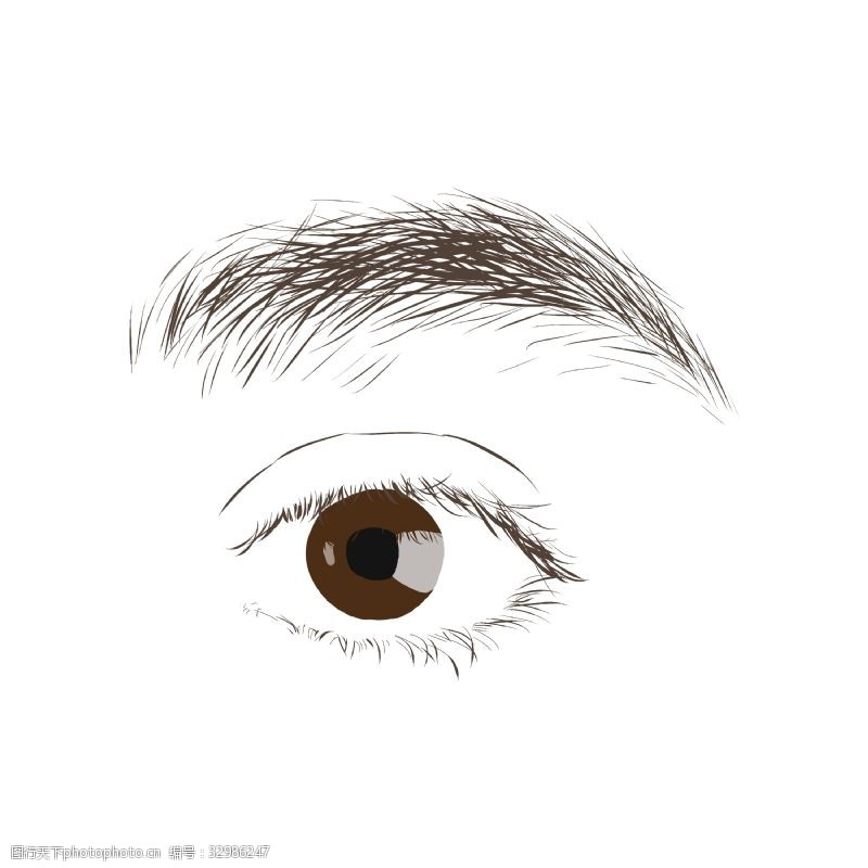 人体器官图左边眼睛和眉毛插画