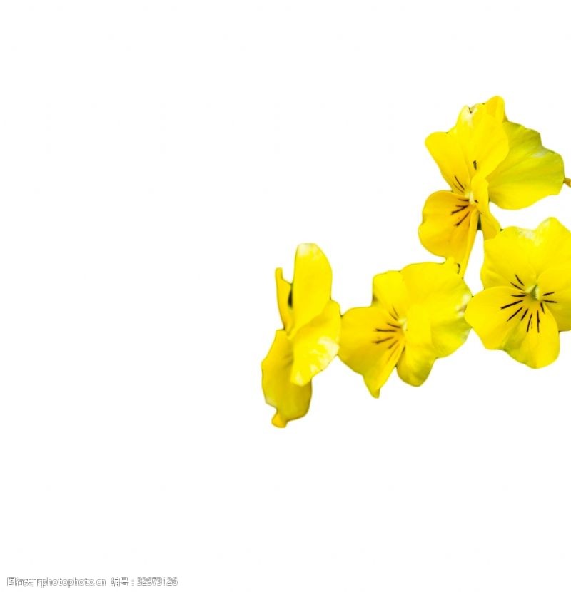 丽芳姿好看黄色多种花朵