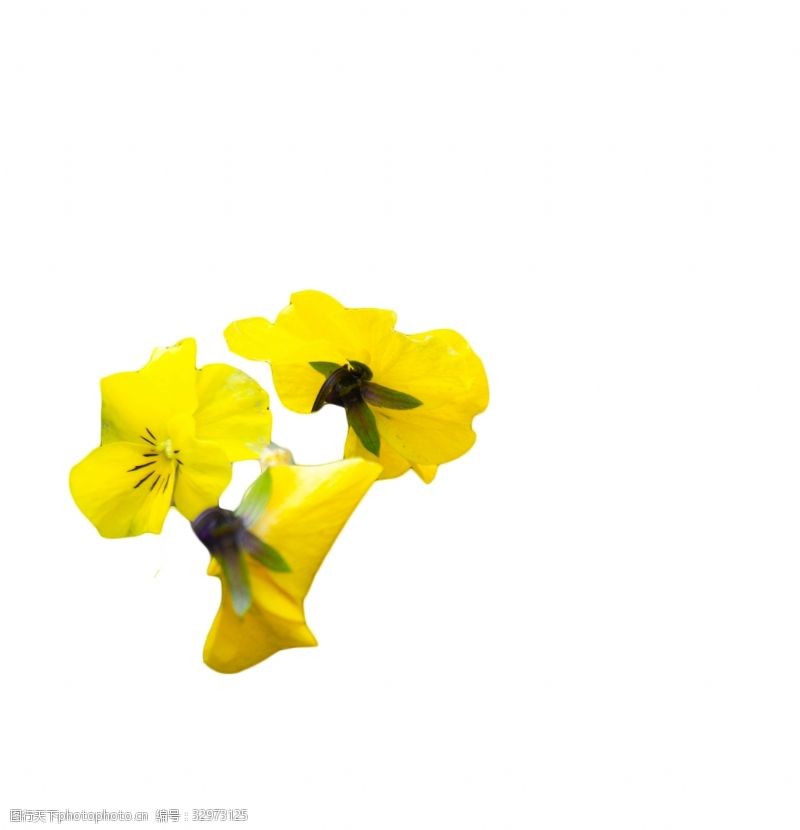 丽芳姿黄色花朵绚丽多姿绽放
