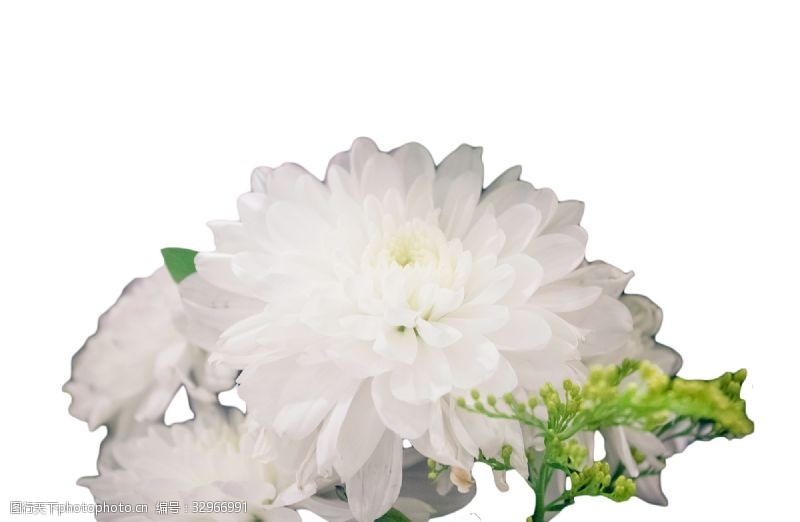 美丽迷人美丽漂亮的白色大花朵