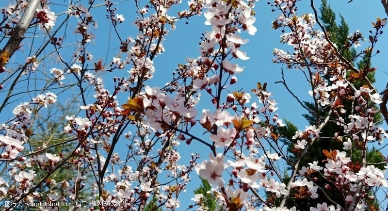 多彩的树木桃花