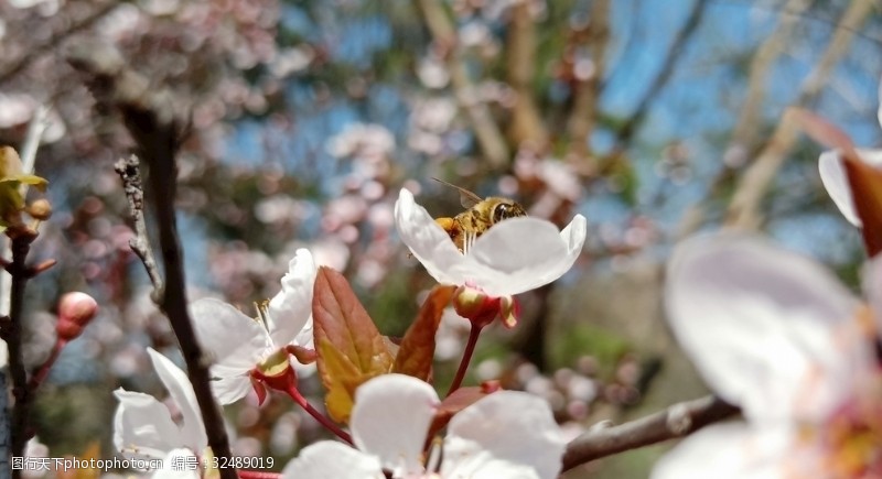 多彩的树木杏花蜜蜂