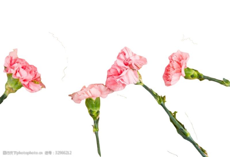 美丽迷人绽放美丽三朵粉色花朵