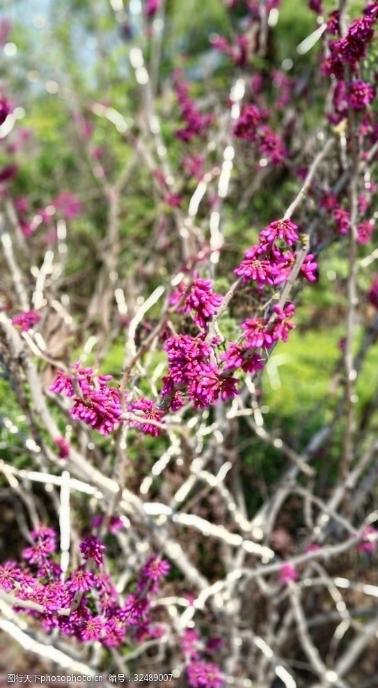 多彩的树木紫荆花