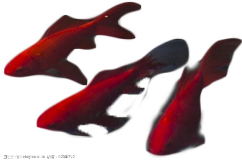美丽由来游来游去的三只红色小鱼