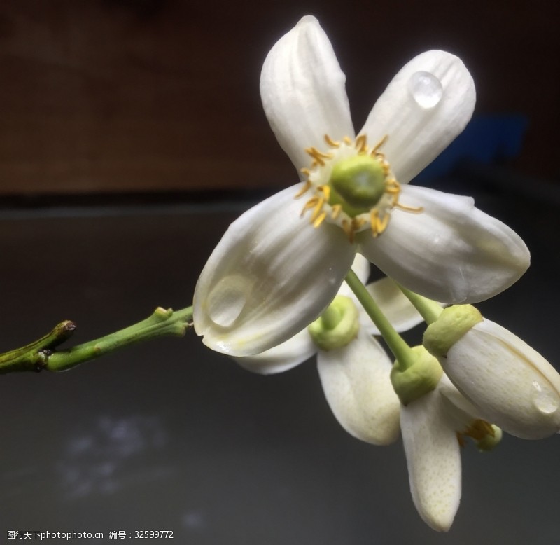 柚花图片免费下载 柚花素材 柚花模板 图行天下素材网