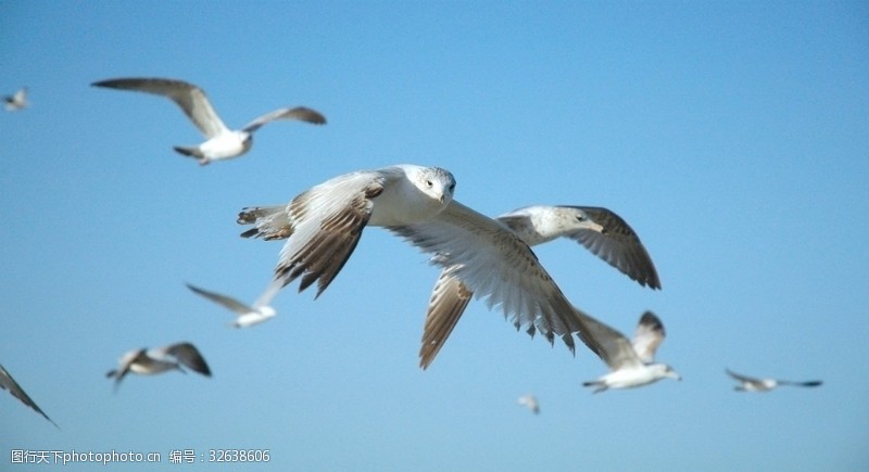 海鸥海鸟展翅飞翔海鸥