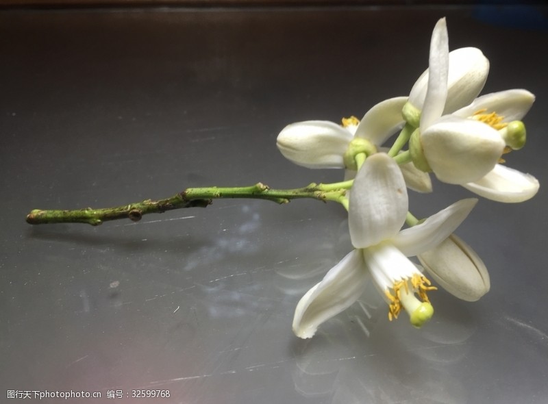 花雷图片免费下载 花雷素材 花雷模板 图行天下素材网