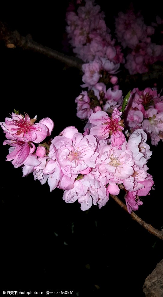 夜花图片免费下载 夜花素材 夜花模板 图行天下素材网