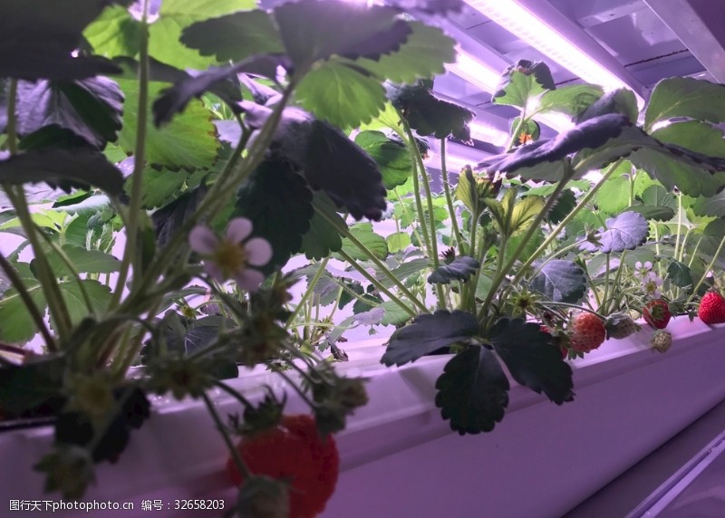 菜例草莓种植