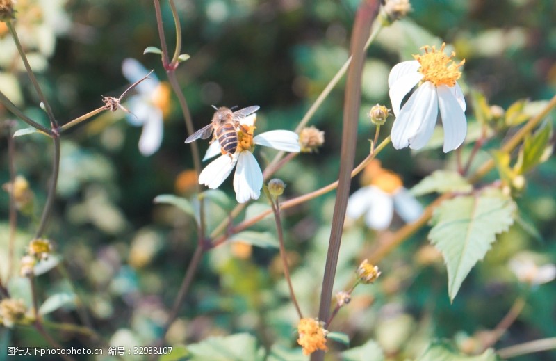在花朵上采蜜的蜜蜂商用背景图
