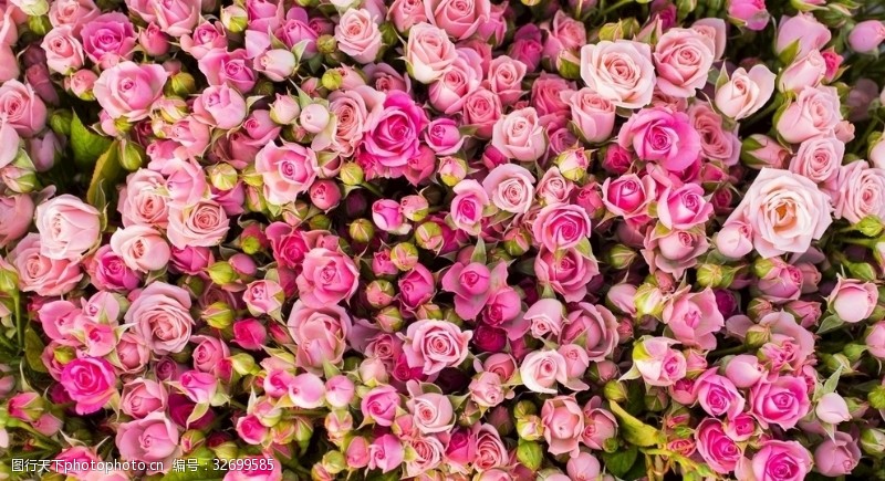 爱情宣言粉色玫瑰