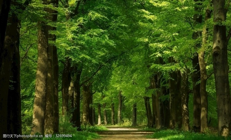 greenGreen树林森林