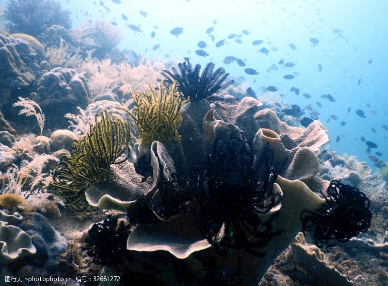 海洋生物海底生物