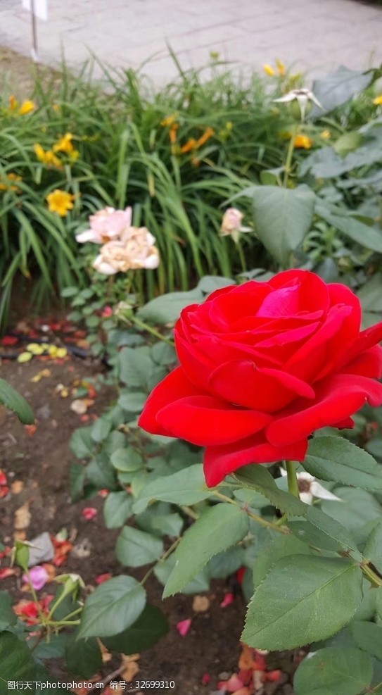 72dpi红色玫瑰