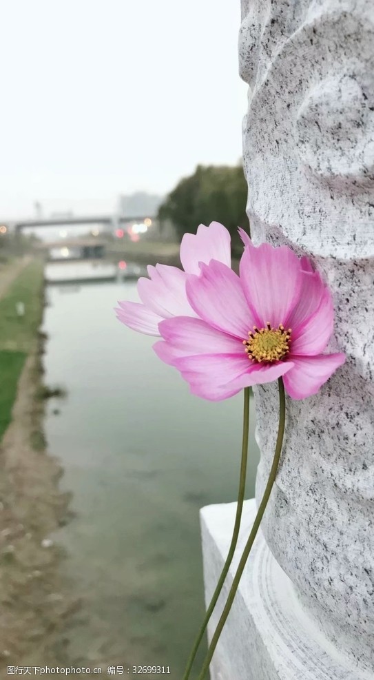 72dpi江河红花