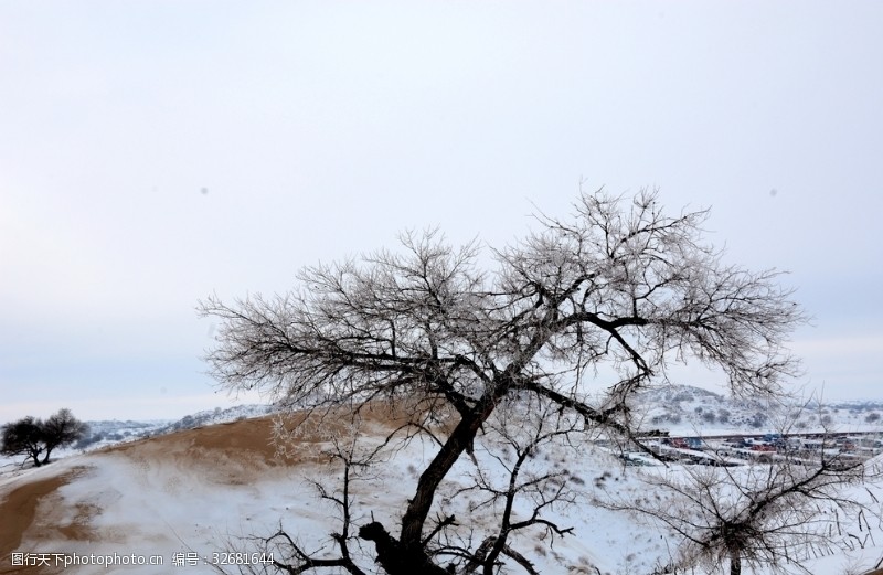 中国品牌500强雪中大树