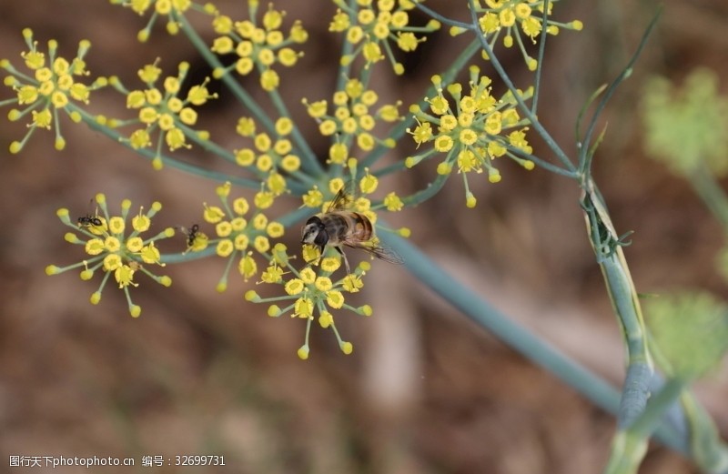 茴香虫蜜蜂
