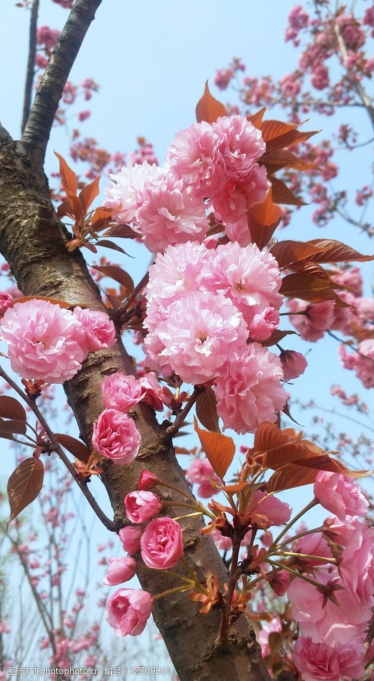 观赏樱花节樱花