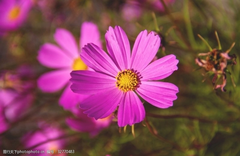 紫野花图片免费下载 紫野花素材 紫野花模板 图行天下素材网