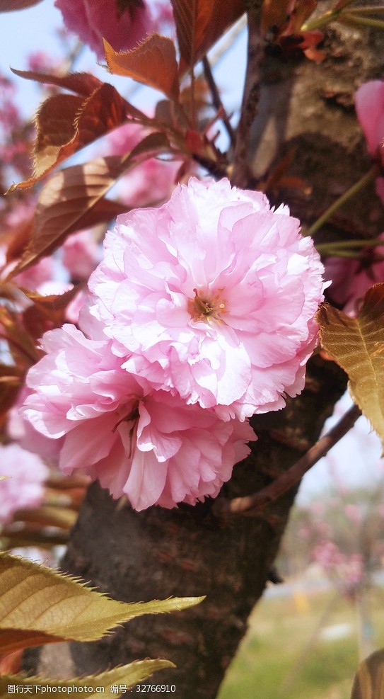 观赏樱花节樱花