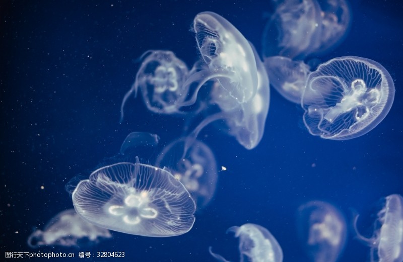 蓝色海底的水母
