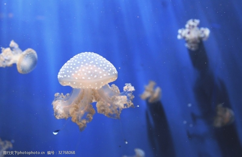 海洋生物水母