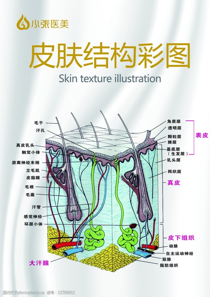 皮肤组织皮肤结构