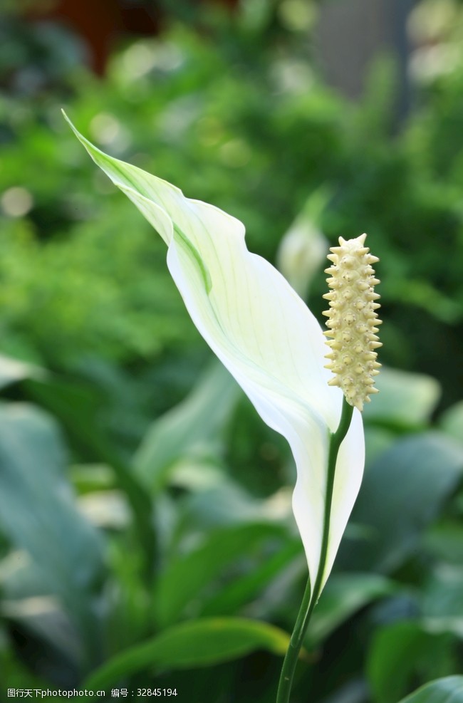 花朵花卉绿叶白鹤芋