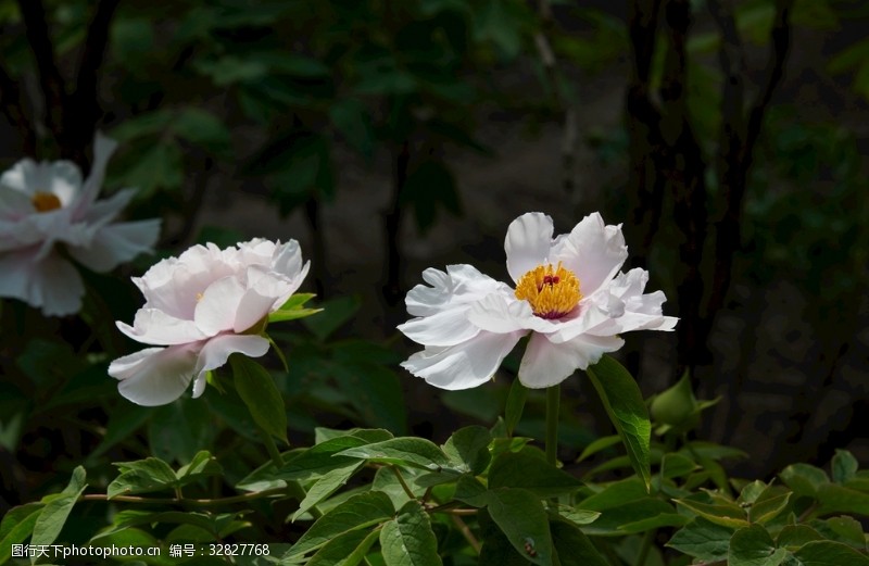 超清牡丹牡丹牡丹花花花卉国花