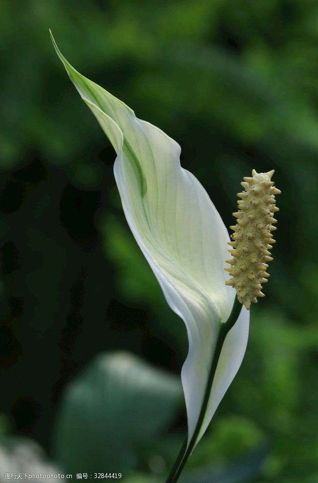 花朵花卉绿叶白鹤芋