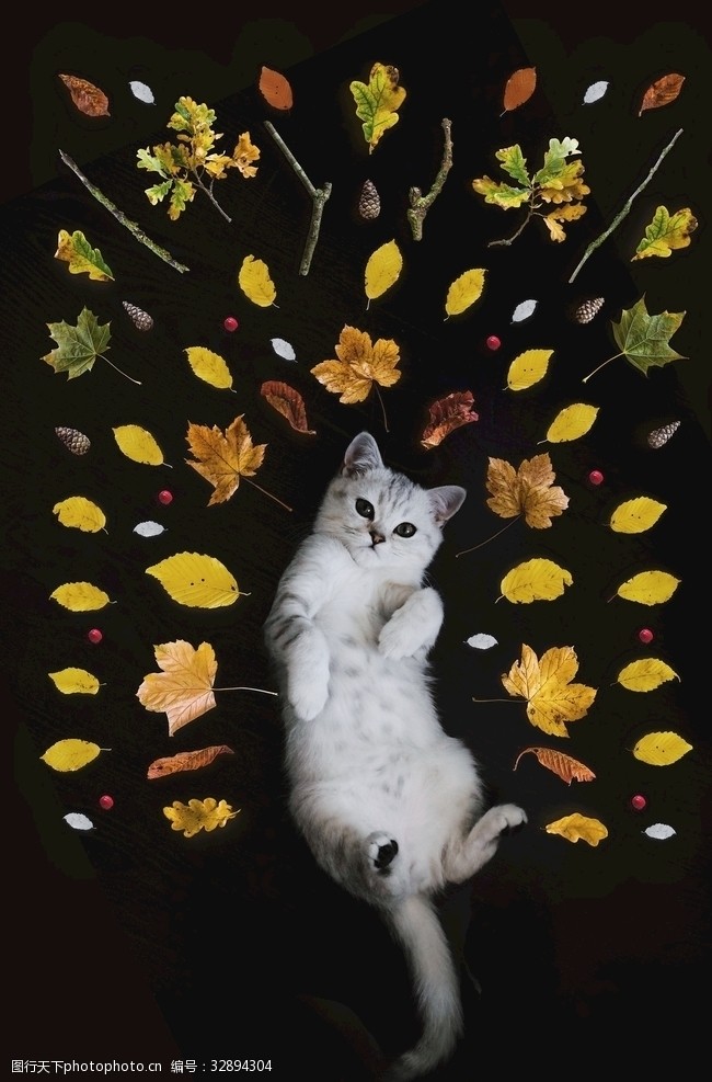躺着的猫被树叶包围的银猫