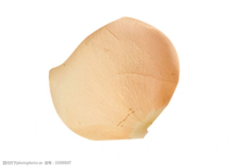 一片花瓣图片免费下载 一片花瓣素材 一片花瓣模板 图行天下素材网