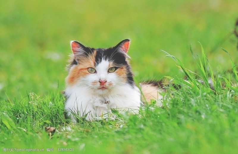 躺着的猫绿草地上的三色猫