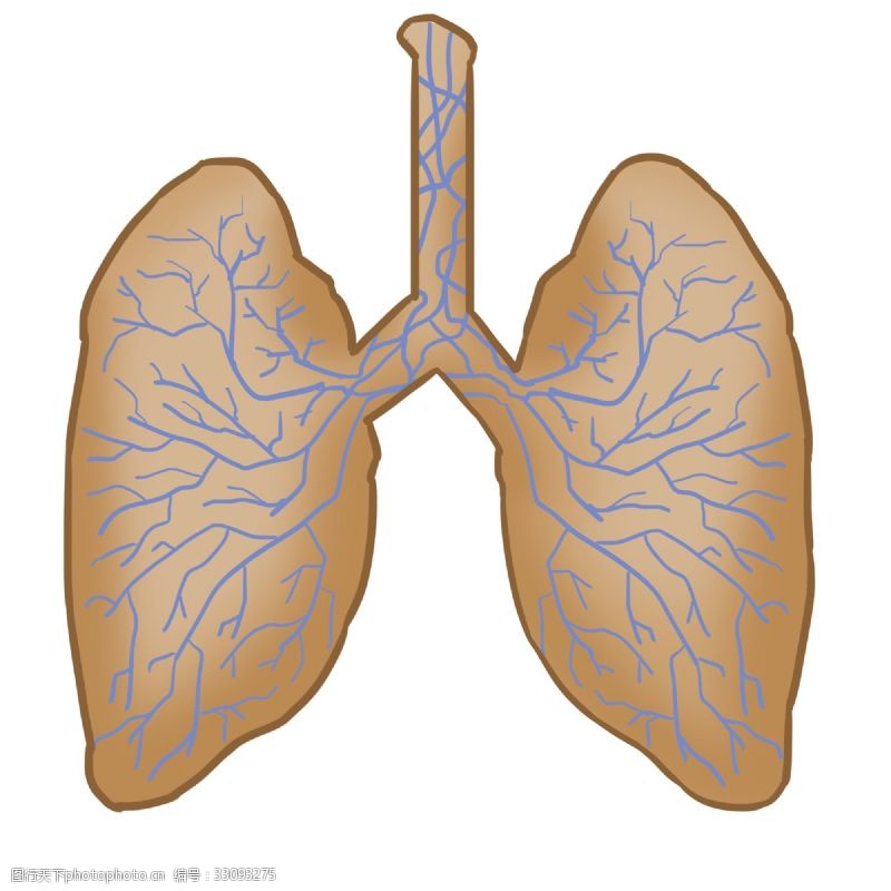 呼吸器官图片免费下载 呼吸器官素材 呼吸器官模板 图行天下素材网
